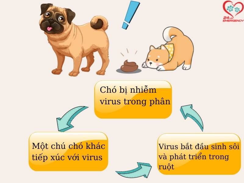 Bệnh parvovirus ở chó